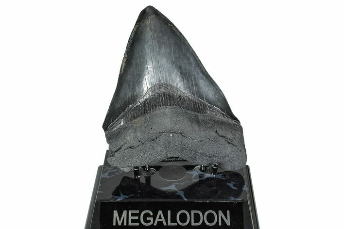 Serrated, Fossil Megalodon Tooth - South Carolina #239811